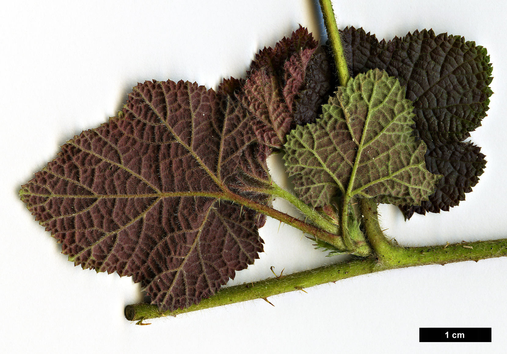 High resolution image: Family: Rosaceae - Genus: Rubus - Taxon: alceifolius - SpeciesSub: var. purpurascens